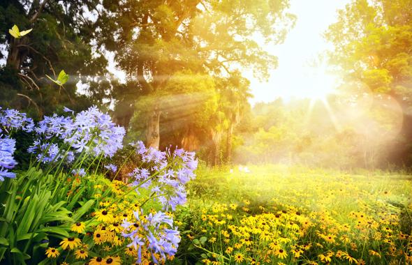 Sunlight in a garden