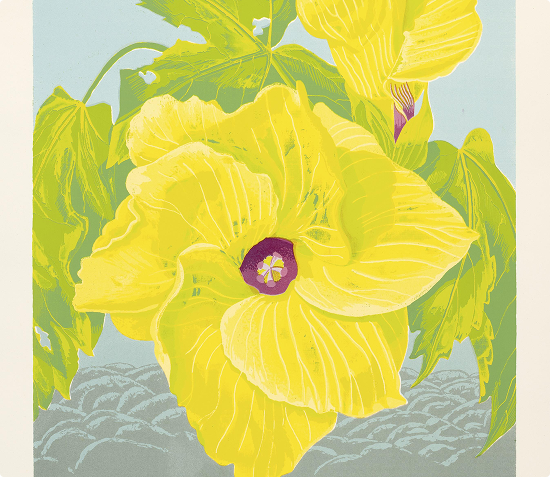 Native Hibiscus - Hibiscus heterophyllus