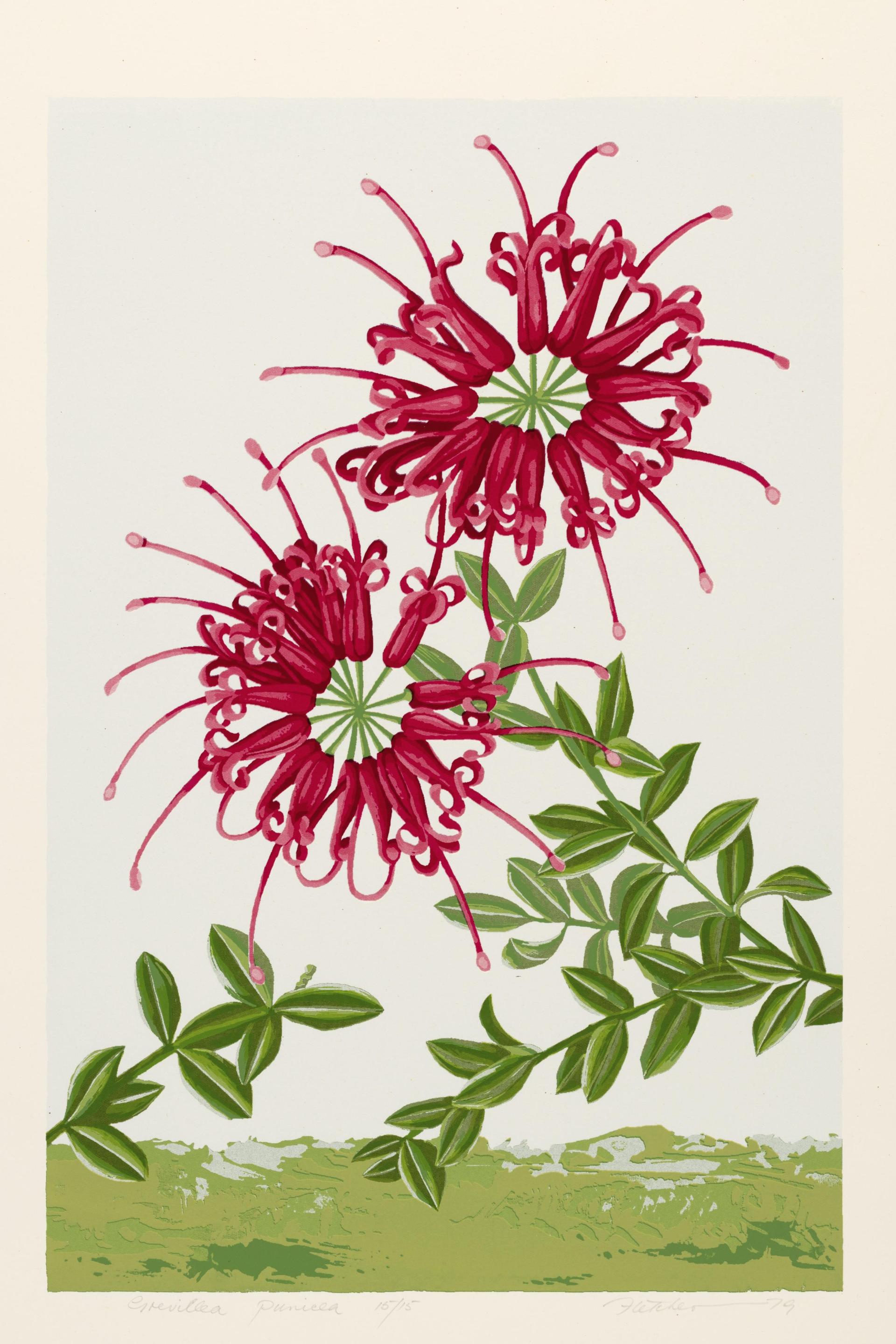 Grevillea punicea - Grevillea speciosa