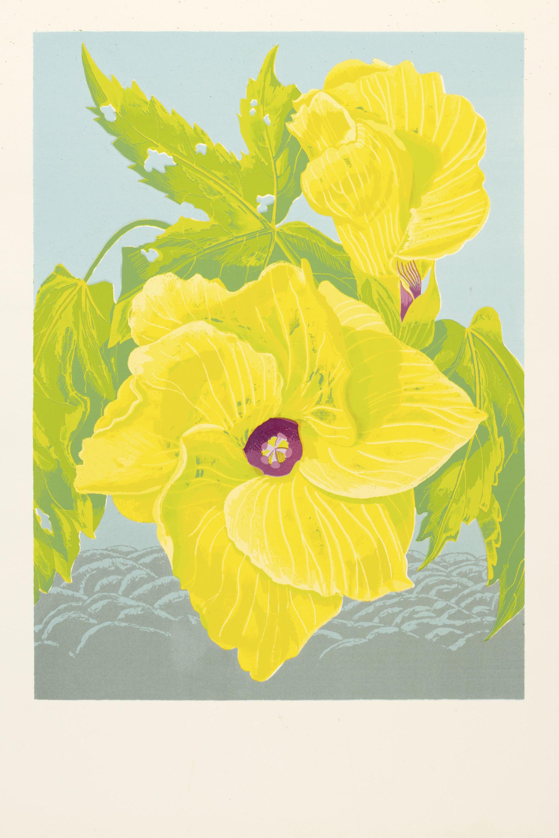 Native Hibiscus - Hibiscus heterophyllus