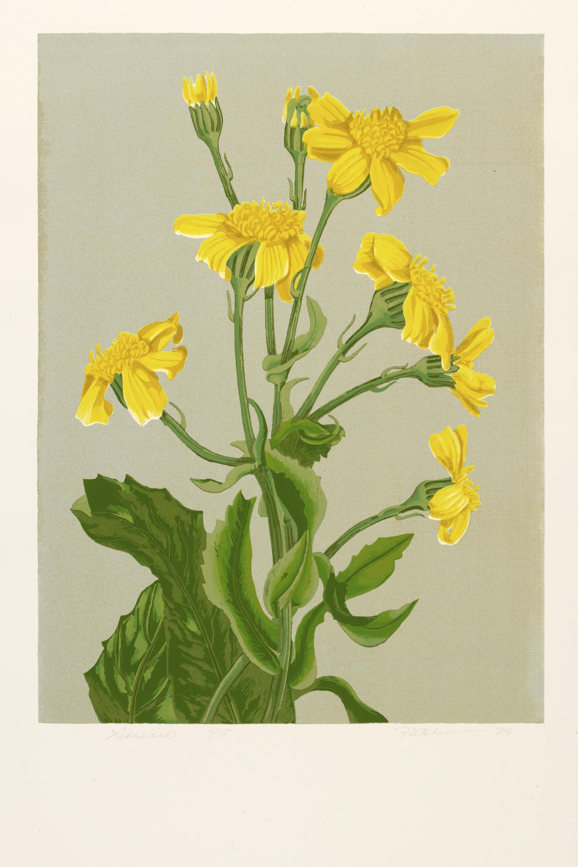 Senecio - Senecio linearifolius
