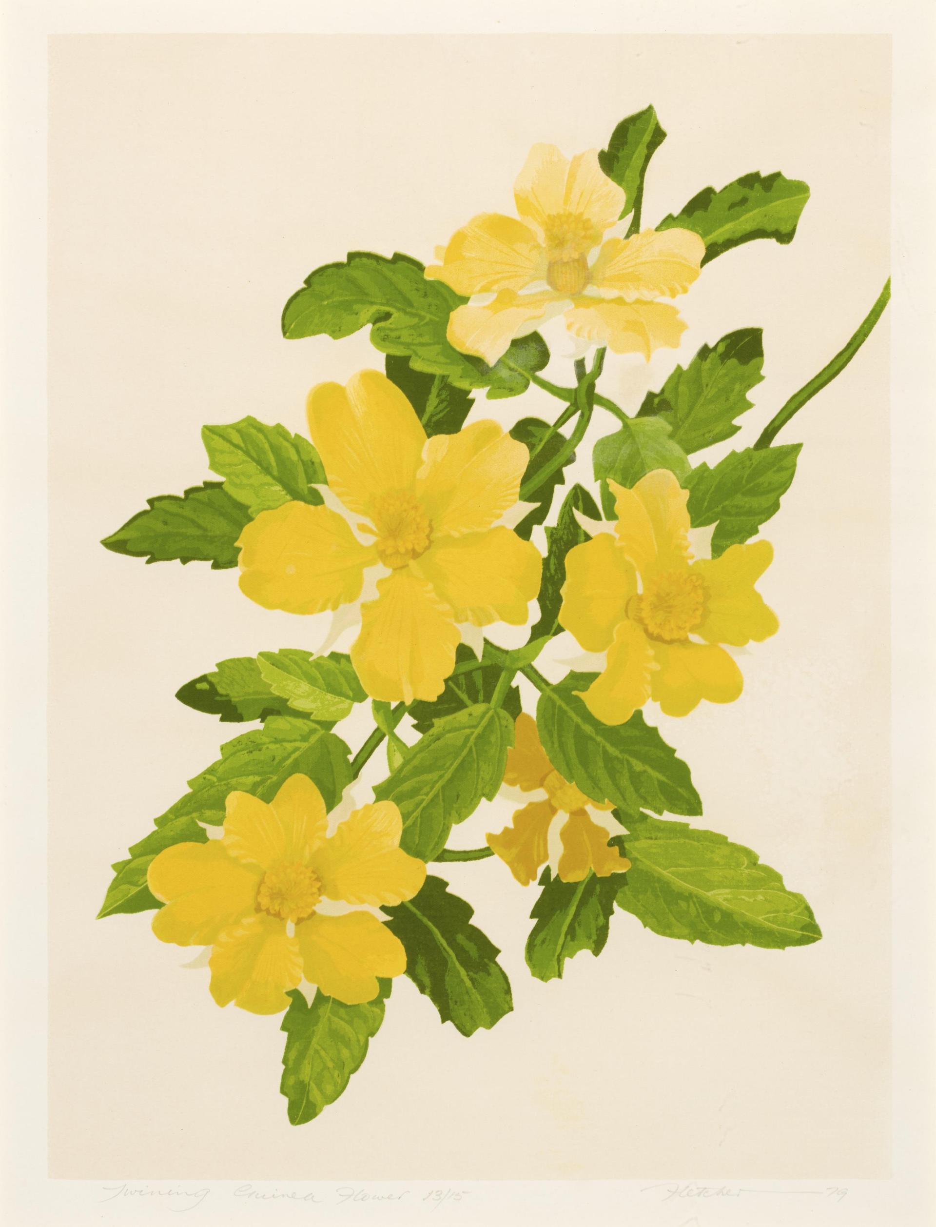 Twining Guinea flower - Hibbertia dentata