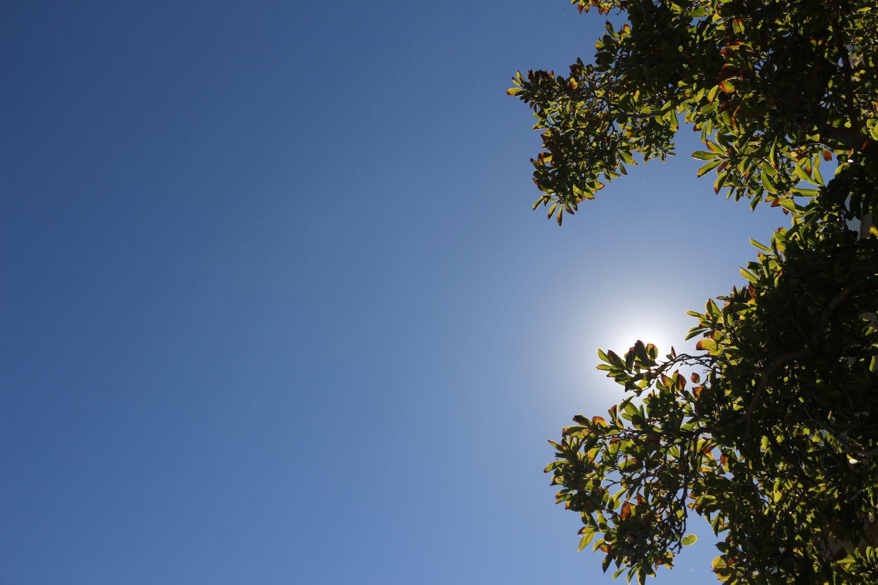 Summer Sky - Maitland Riverside Walk, Maitland