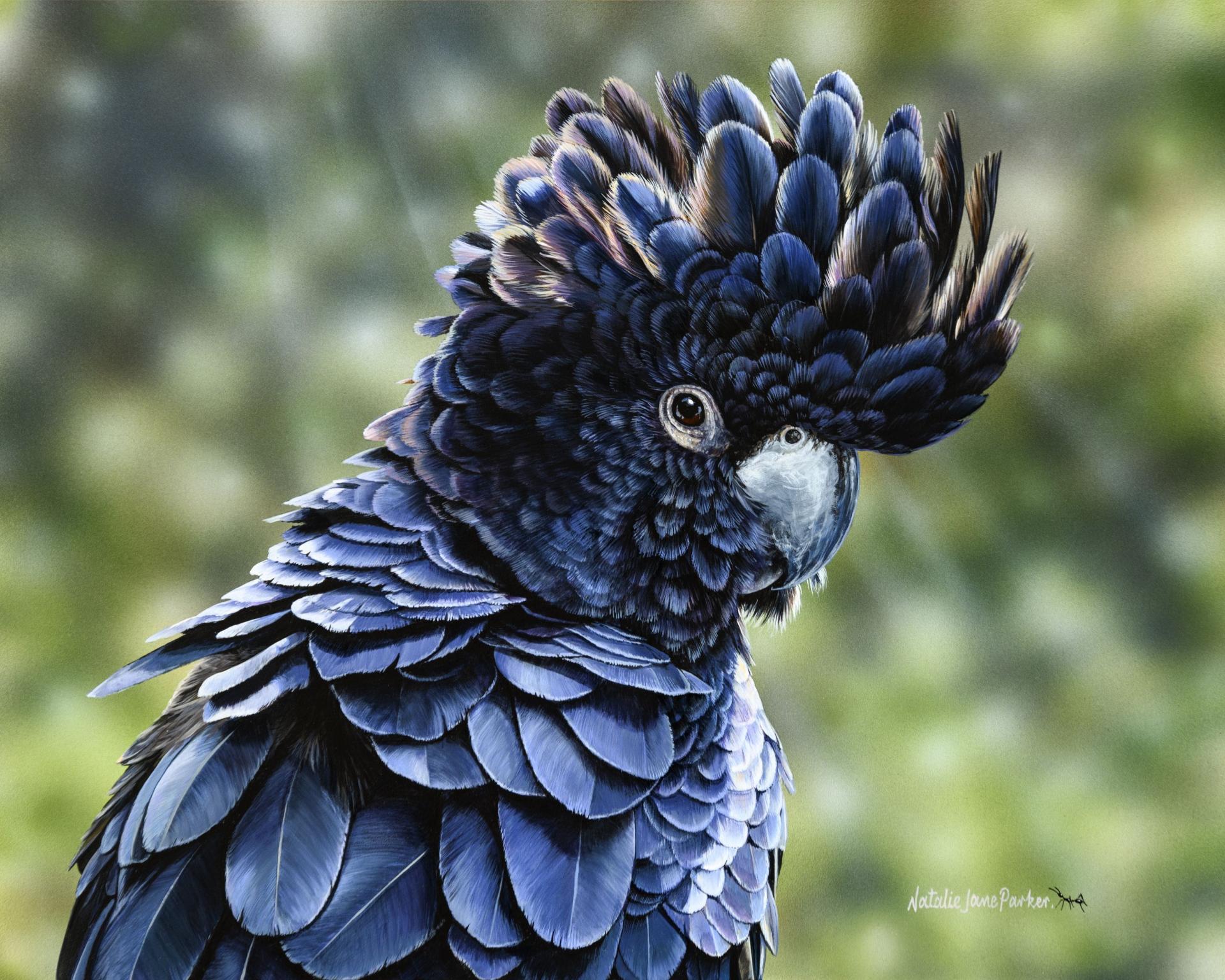 Cocky Fellow – Red-tailed black cockatoo