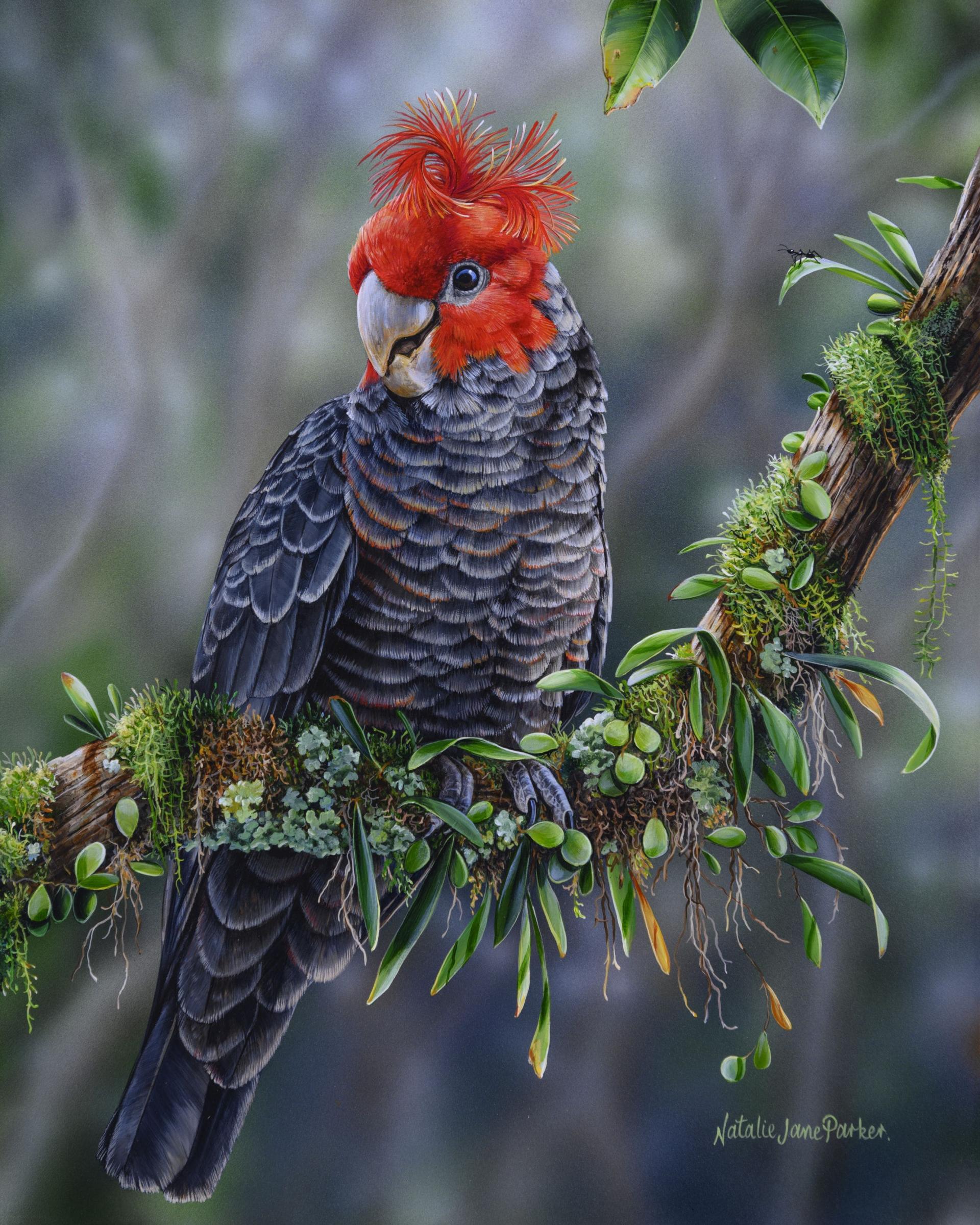 Happy Fellow – Gang-Gang Cockatoo