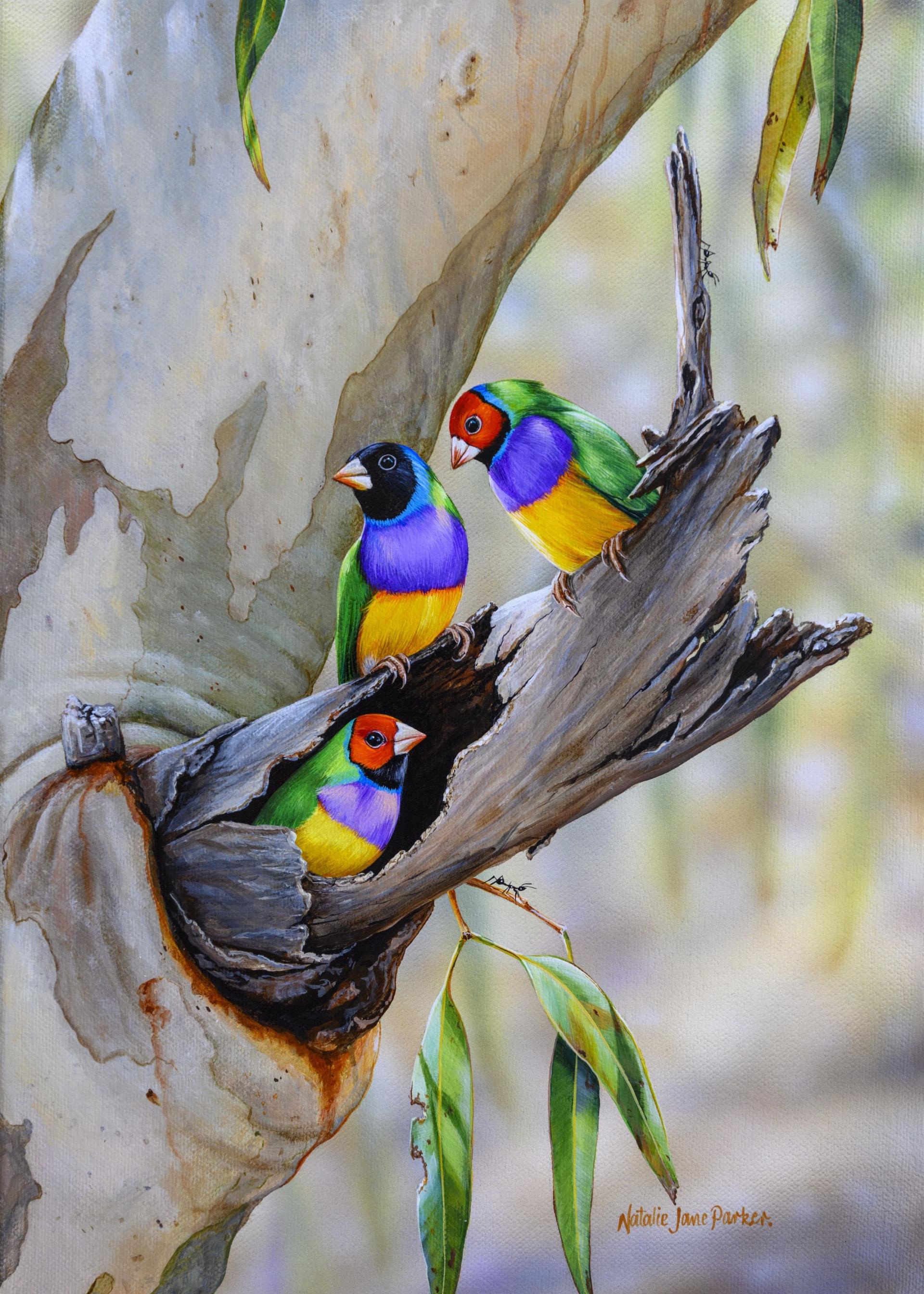 House Hunting – Gouldian Finches
