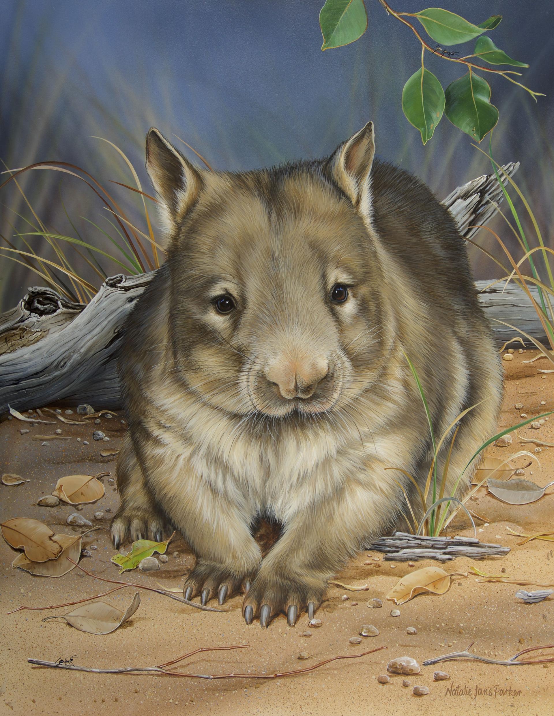 Moonlight Stroll – Northern Hairy-Nosed Wombat