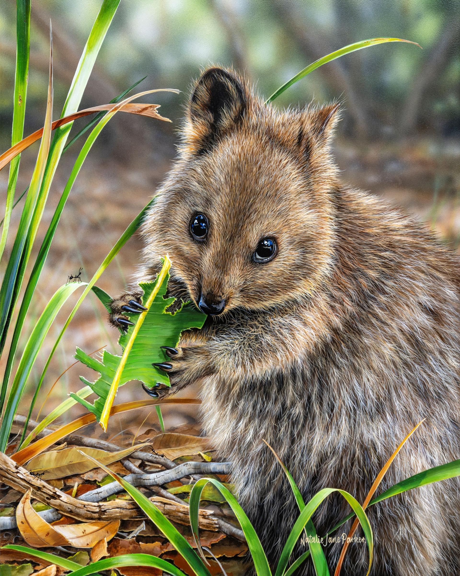 Munching Away - Quokka