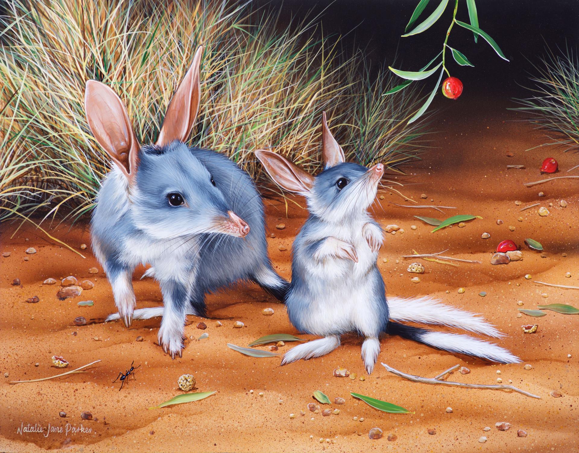 Under the Stars – Greater Bilby