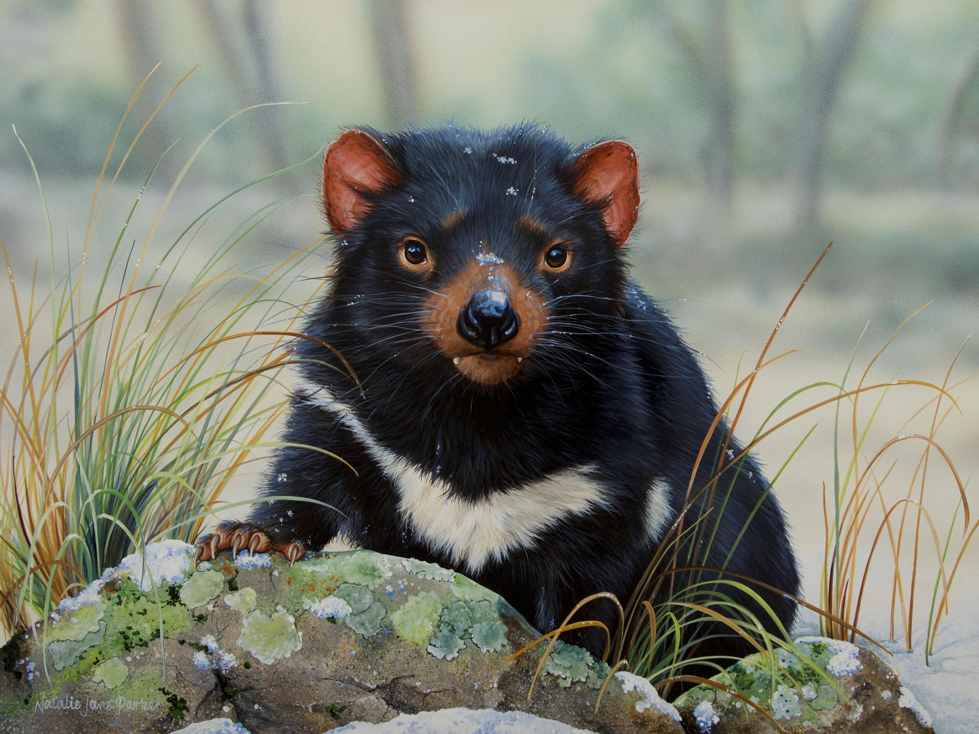 Winter Whiskers – Tasmanian Devil